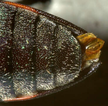 Image of Castiarina helmsi (Carter 1906)