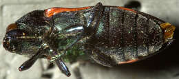 Image of Castiarina helmsi (Carter 1906)