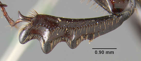 Image of Onthophagus coproides Horn 1881