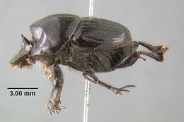 Image of Onthophagus coproides Horn 1881