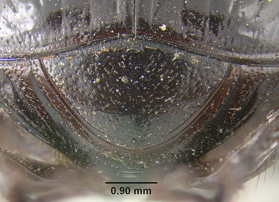 Image of Onthophagus coproides Horn 1881