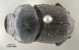 Image of Onthophagus brevifrons Horn 1881