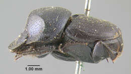 Image of Onthophagus brevifrons Horn 1881