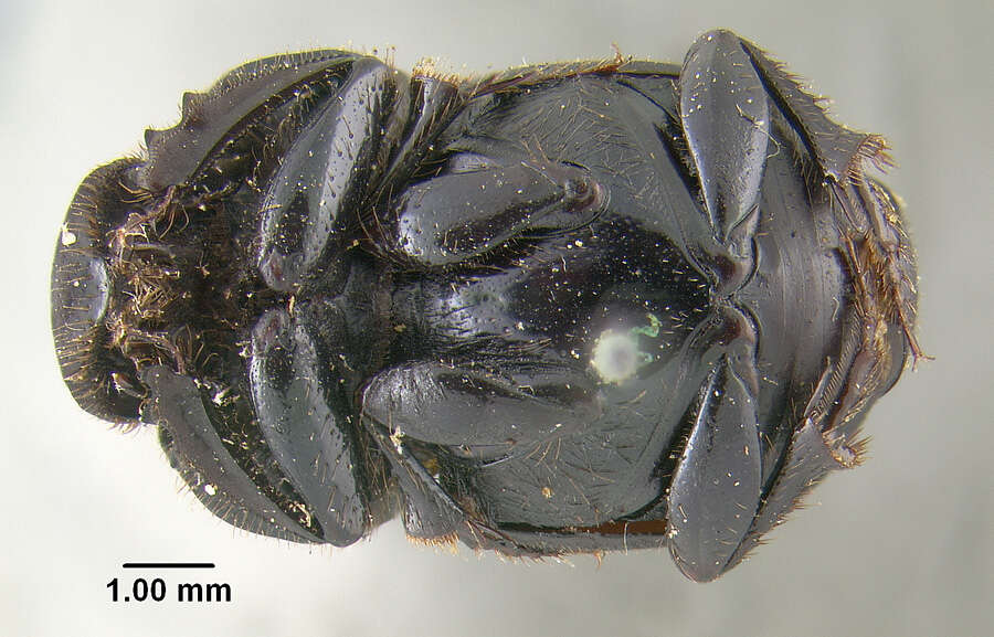 Image of Onthophagus brevifrons Horn 1881