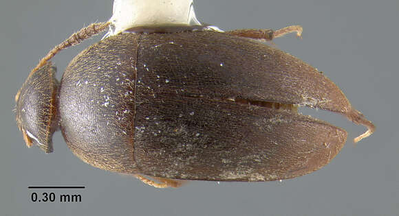 Image of Ptomaphagus (Adelops) californicus (Le Conte & J. L. 1853)