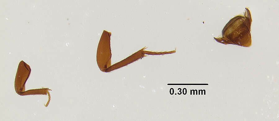 Image of Colon (Colon) asperatum Horn 1880