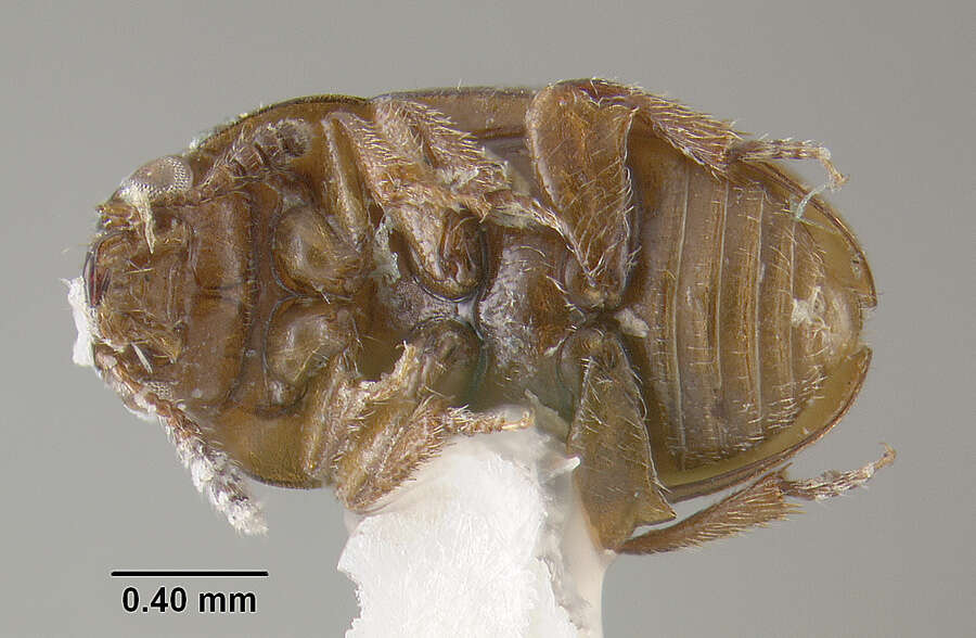 Image of Hydnobius pumilus Le Conte & J. L. 1879