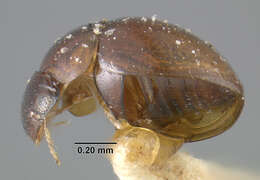 Image of Plate-thigh and Marsh Beetles