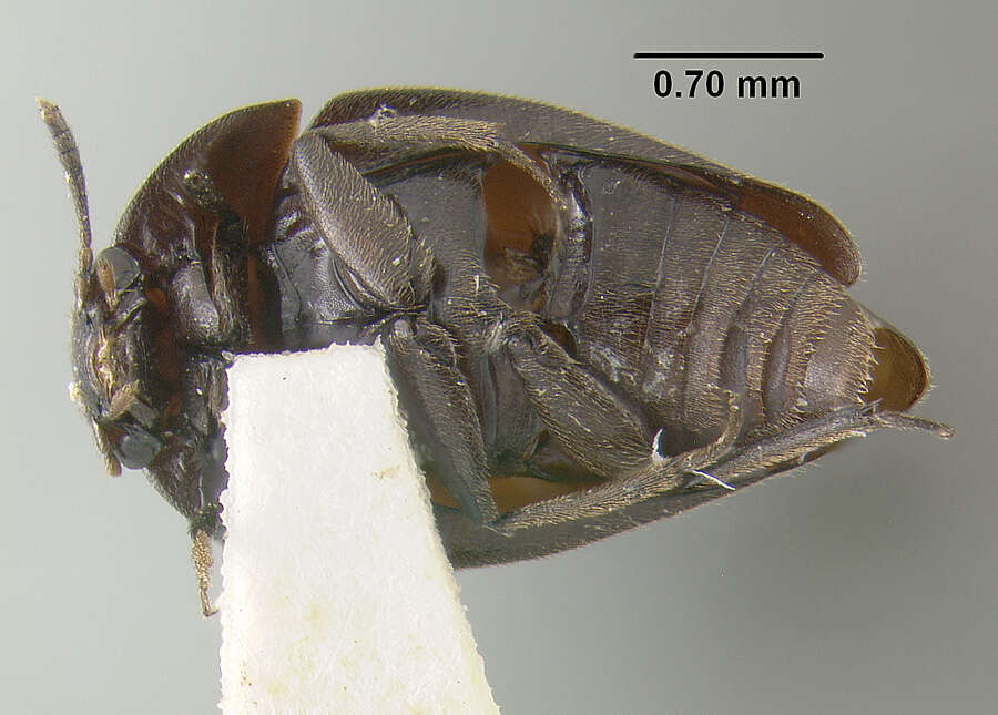 Image of Nemadus (Laferius) brachyderus (Le Conte & J. L. 1863)
