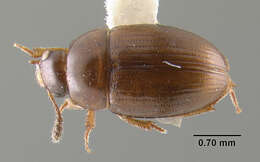 Image of Platyhydnobius