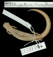 Image of Travancore Cat Skink