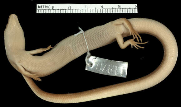 Image of Diving Skink