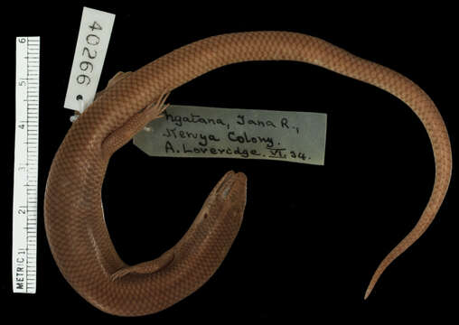 Image of Mabuya-like (writhing) Skink