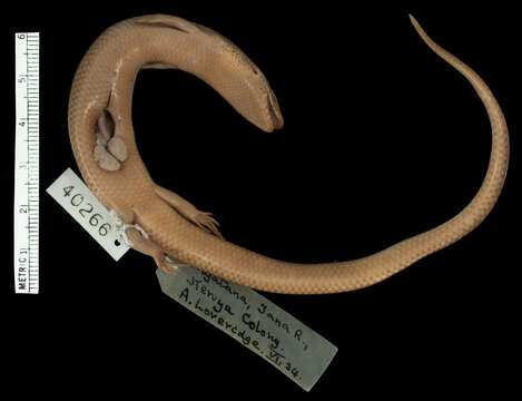 Image of Mabuya-like (writhing) Skink