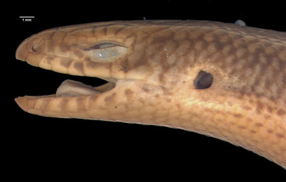 Image of Mabuya-like (writhing) Skink