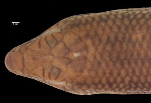 Image of Mabuya-like (writhing) Skink