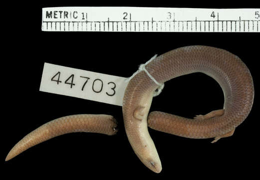 Image of Pope's Writhing Skink