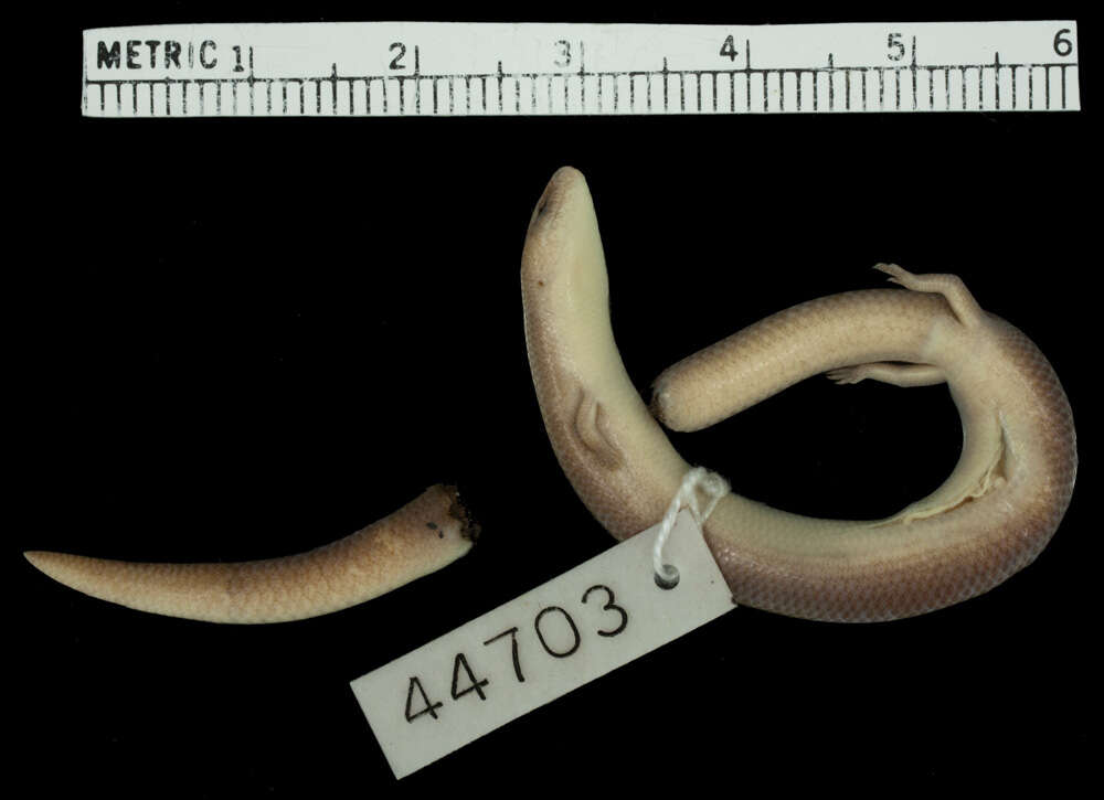 Image of Pope's Writhing Skink