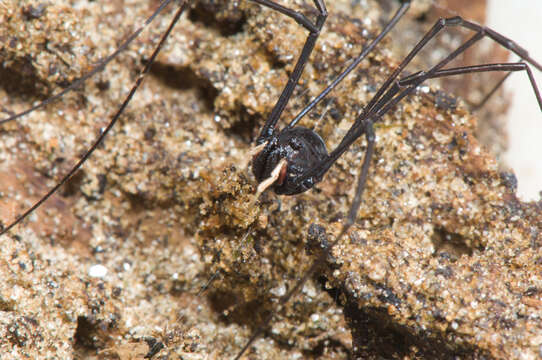 Image of <i>Pantopsalis cheliferoides</i>