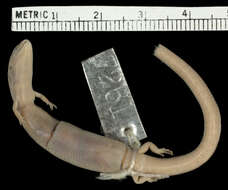 Image of Barbour's Ground Skink