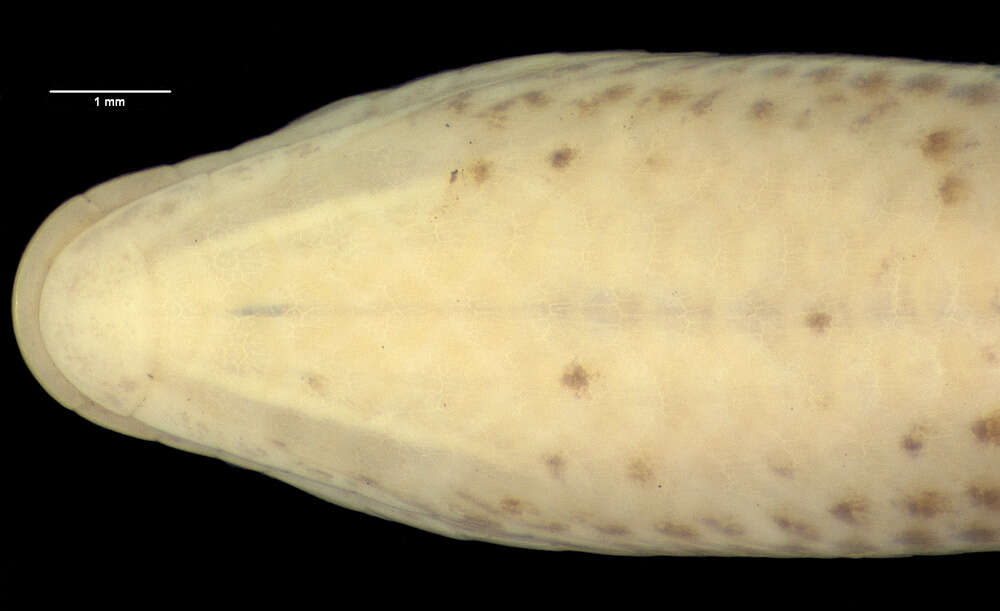 Image of Scelotes mirus (Roux 1907)