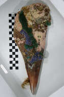 Image of amber pen shell