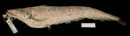 Image of Great white sheatfish