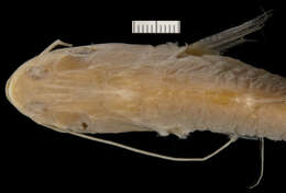 Image of Great white sheatfish