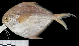 Image of Cortez butterfish