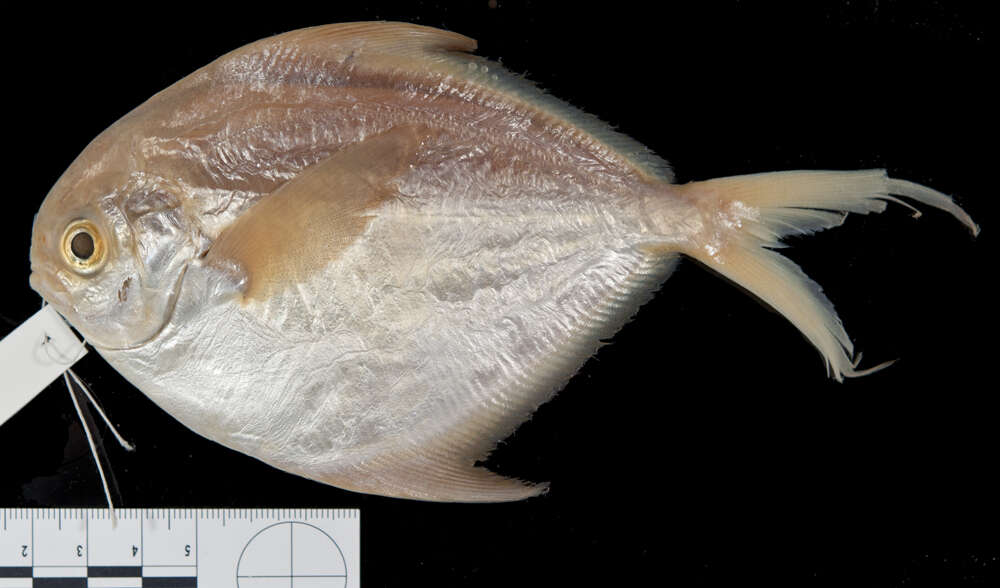 Image of Cortez butterfish