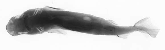 Image of Owston's Dogfish