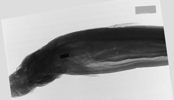 Image of Owston's Dogfish