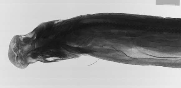 Image of Owston's Dogfish