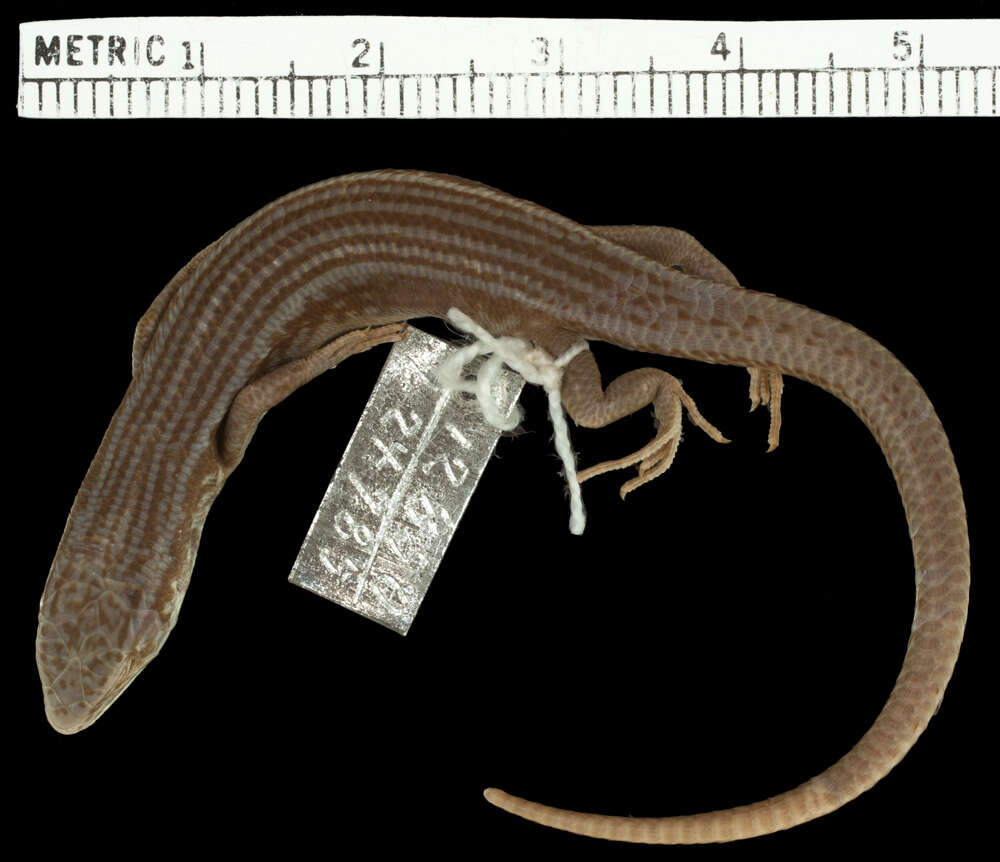 Image of Asymblepharus tragbulense (Alcock 1898)