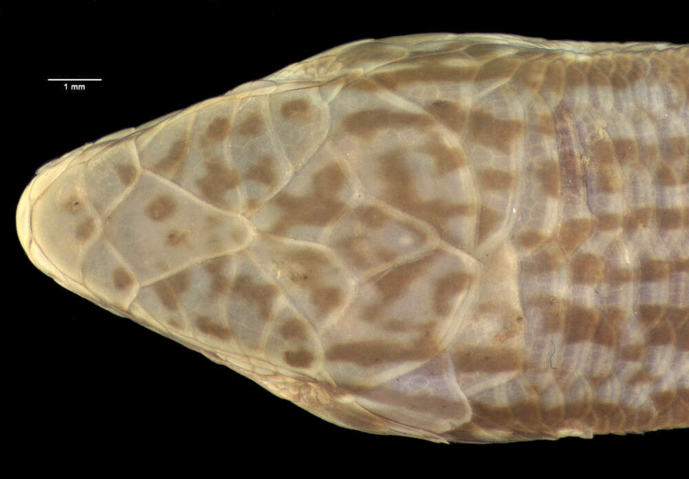 Image of Asymblepharus tragbulense (Alcock 1898)