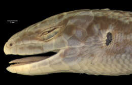 Image of Asymblepharus tragbulense (Alcock 1898)