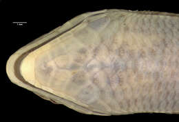 Image of Asymblepharus tragbulense (Alcock 1898)