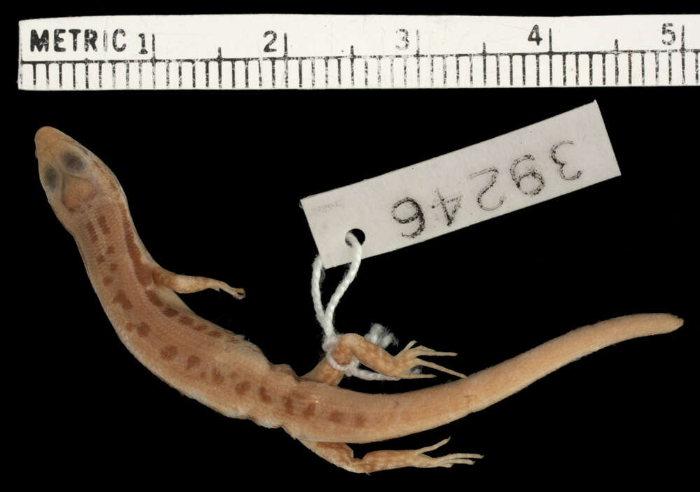 Image of Scincella rupicola (Smith 1916)