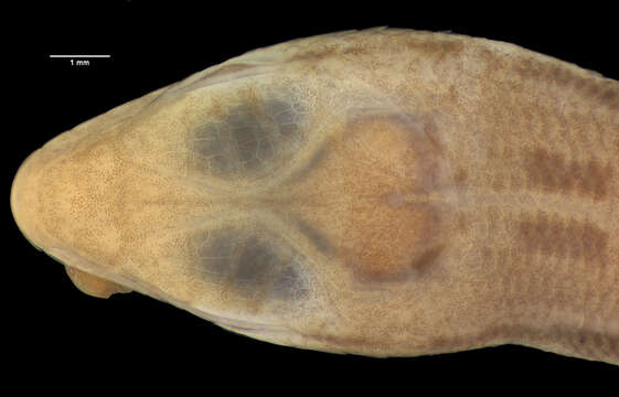 Image of Scincella rupicola (Smith 1916)