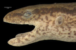 <i>Sphenomorphus orientale</i> resmi