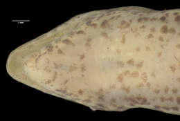 Image of <i>Sphenomorphus orientale</i>