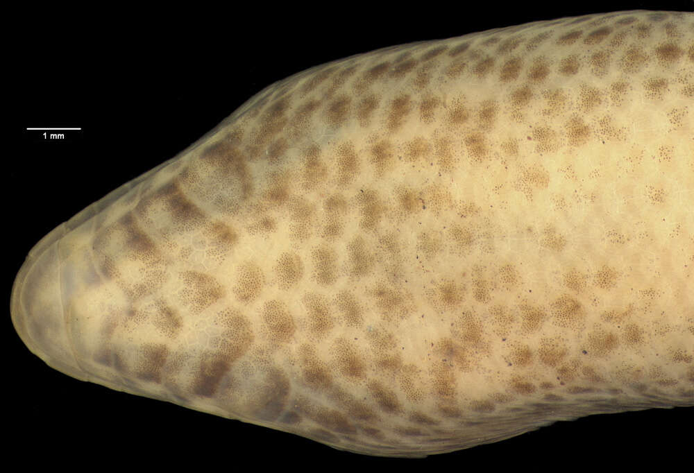 Image of Eremiascincus antoniorum (Smith 1927)