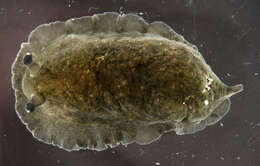 Image of Dendrodoris krebsii (Mörch 1863)