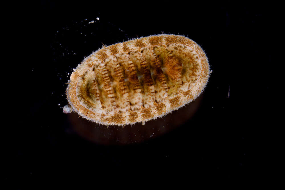Image of Callistochiton portobelensis Ferreira 1976
