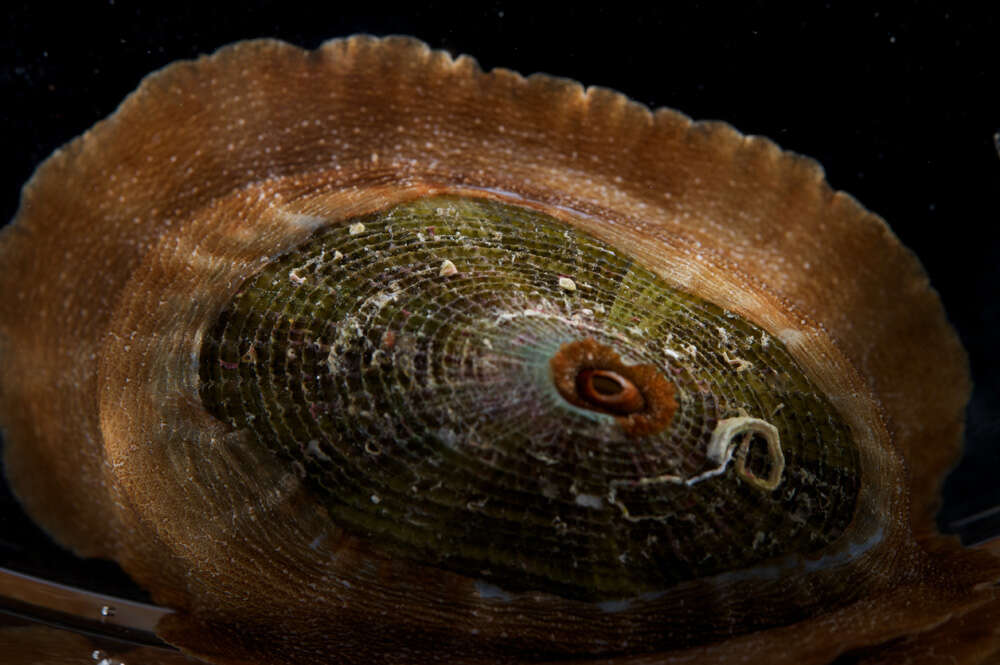 Image of Cayenne keyhole limpet