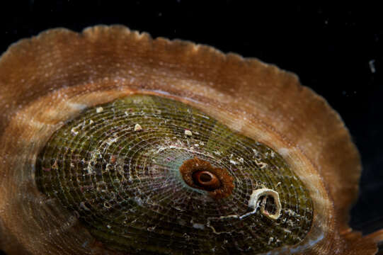 Image of Cayenne keyhole limpet