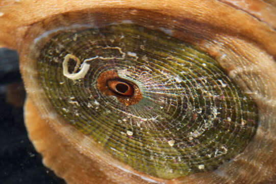 Image of Cayenne keyhole limpet