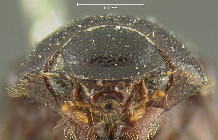 صورة Diplotaxis truncatula Le Conte 1856