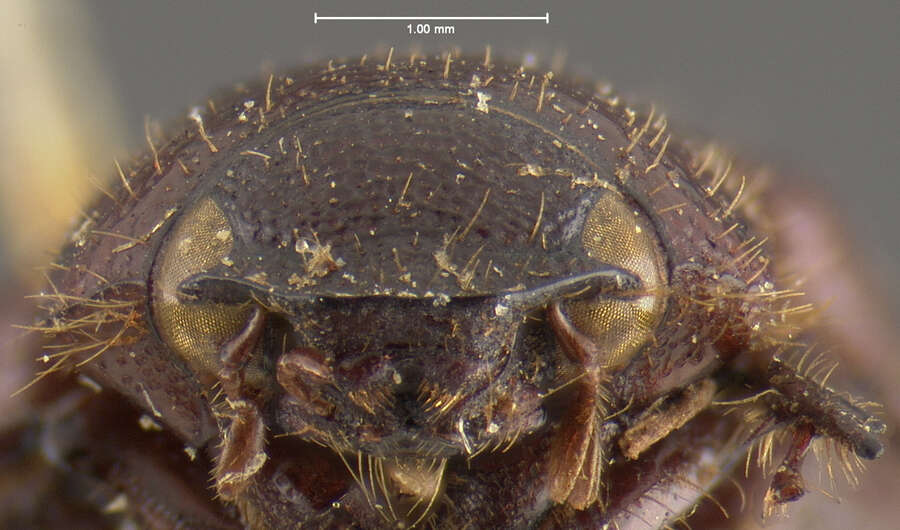 صورة Diplotaxis cribulosa Le Conte 1856