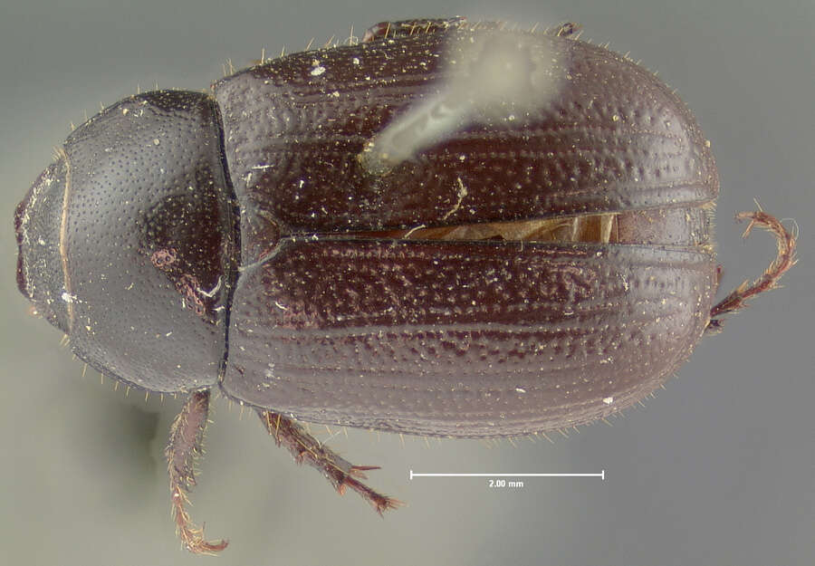 صورة Diplotaxis truncatula Le Conte 1856